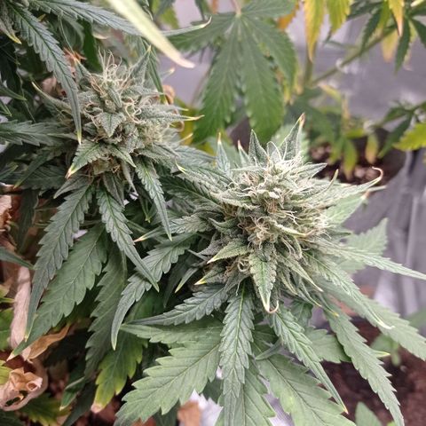 Strawberry Cake growlog timeline photo