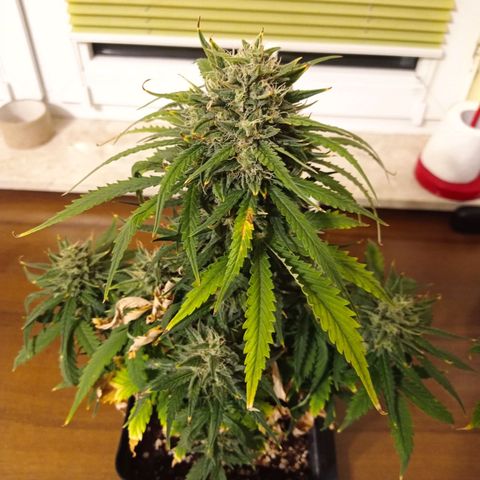 Strawberry Cake growlog timeline photo