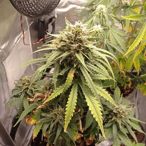 Strawberry Cake growlog timeline photo