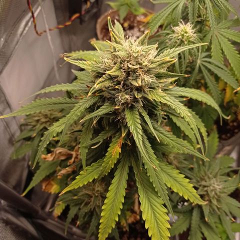 Strawberry Cake growlog timeline photo