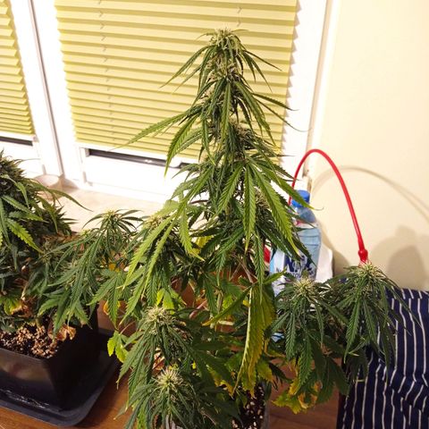 Low Afghan  growlog timeline photo
