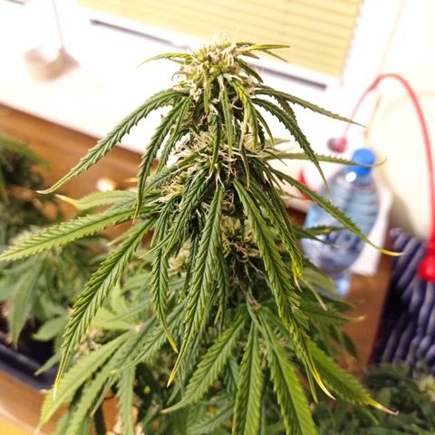 Low Afghan  growlog timeline photo