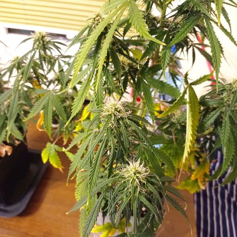 Low Afghan  growlog timeline photo