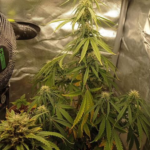 Low Afghan  growlog timeline photo