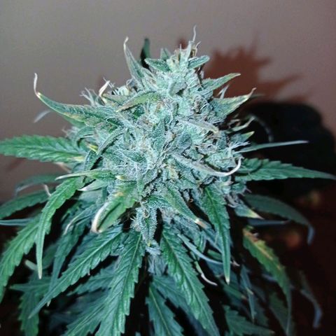 Strawberry Cake growlog timeline photo