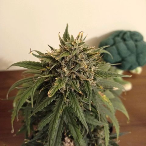 Strawberry Cake growlog timeline photo