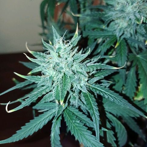 Strawberry Cake growlog timeline photo