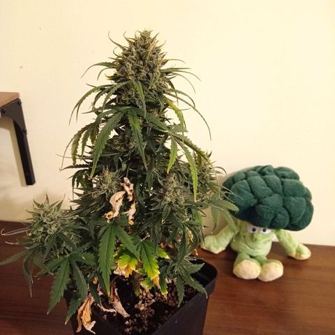 Strawberry Cake growlog timeline photo