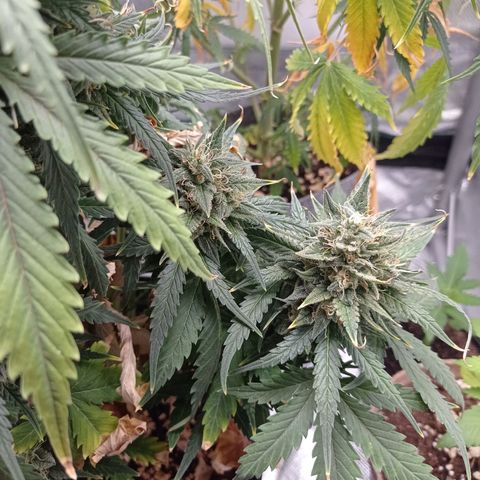 Strawberry Cake growlog timeline photo