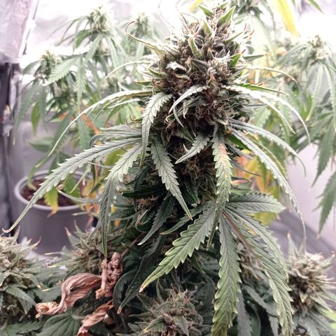 Strawberry Cake growlog timeline photo