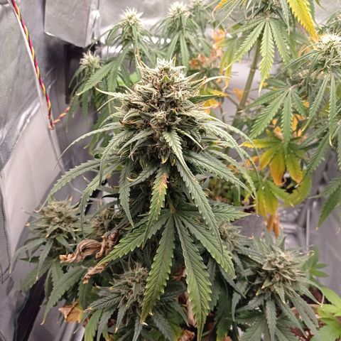 Strawberry Cake growlog timeline photo