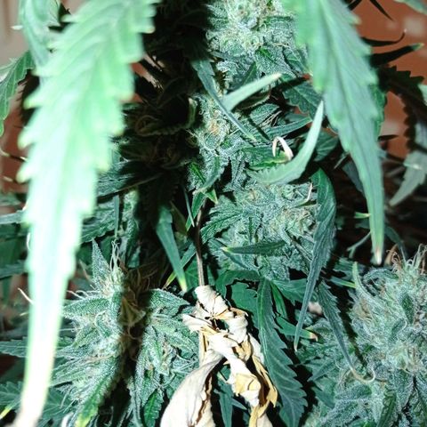 Strawberry Cake growlog timeline photo