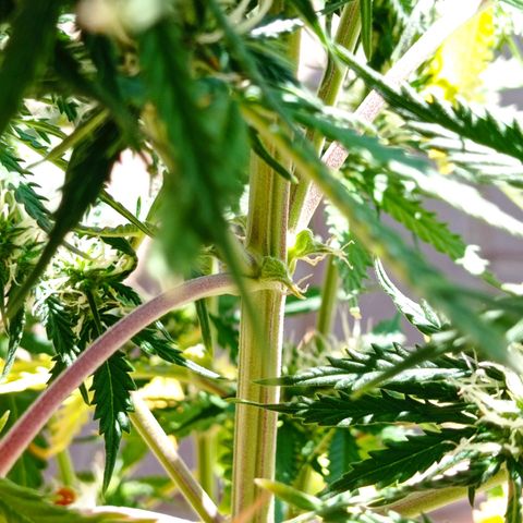 Low Afghan  growlog timeline photo