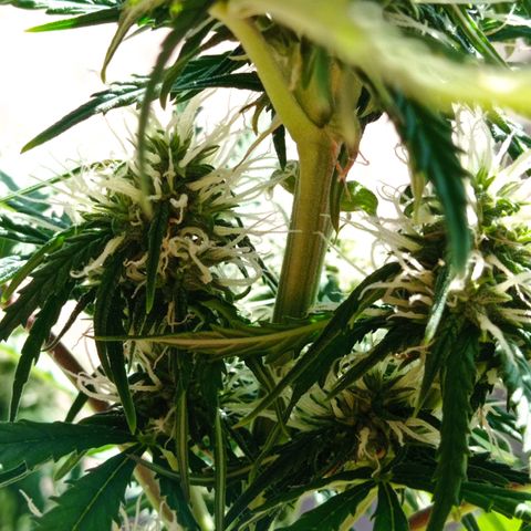 Low Afghan  growlog timeline photo