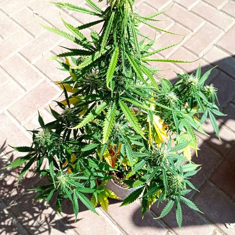Low Afghan  growlog timeline photo