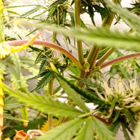 Low Afghan  growlog timeline photo