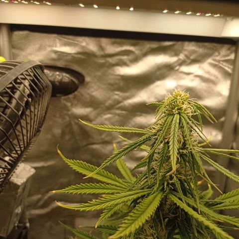 Low Afghan  growlog timeline photo