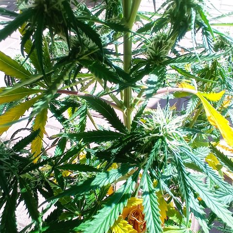 Low Afghan  growlog timeline photo