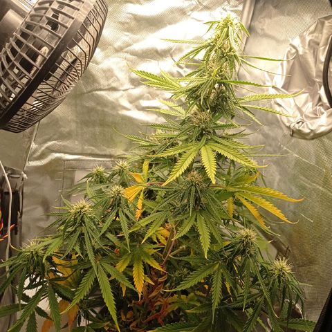Low Afghan  growlog timeline photo