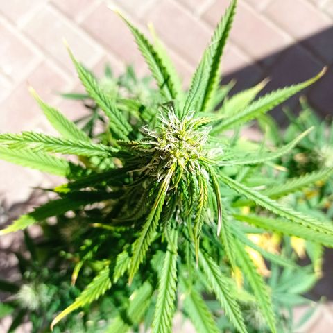 Low Afghan  growlog timeline photo