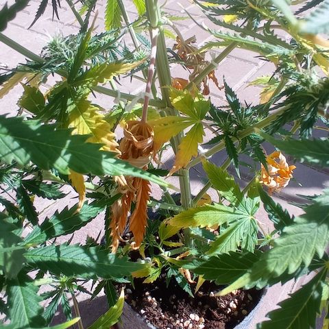 Low Afghan  growlog timeline photo