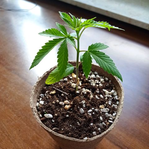 Mavis growlog timeline photo
