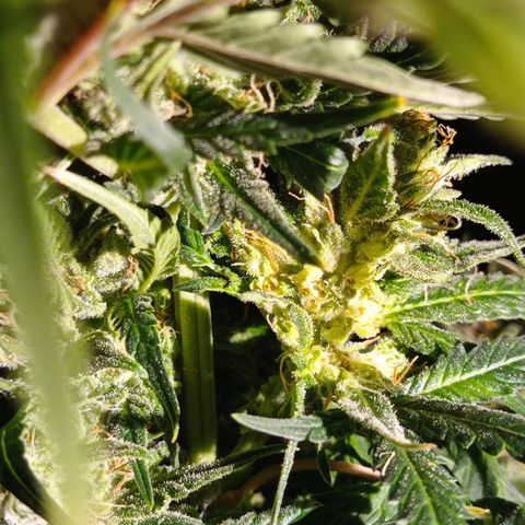 Strawberry Cake growlog photo: 0,8 mokrego test