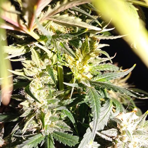 Strawberry Cake growlog photo: 0,8 mokrego test