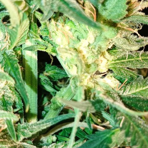 Strawberry Cake growlog photo: 0,8 mokrego test