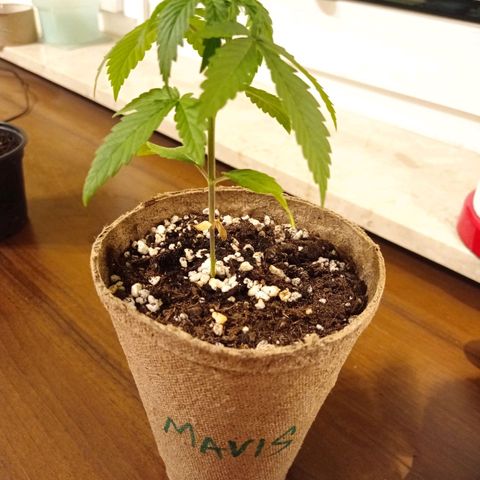 Mavis growlog timeline photo
