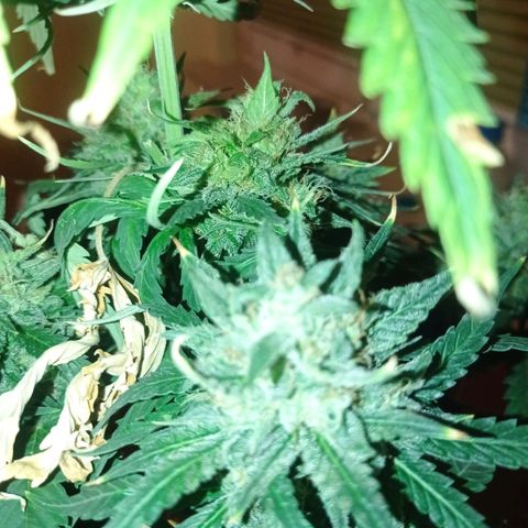 Strawberry Cake growlog timeline photo