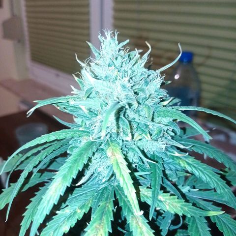 Strawberry Cake growlog timeline photo