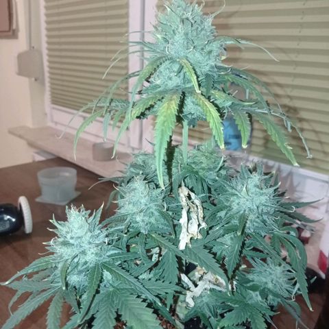 Strawberry Cake growlog timeline photo
