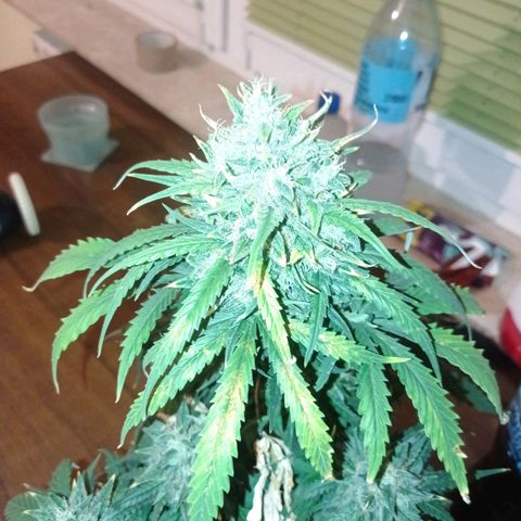 Strawberry Cake growlog timeline photo