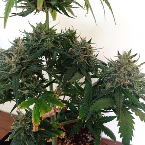 Strawberry Cake growlog timeline photo