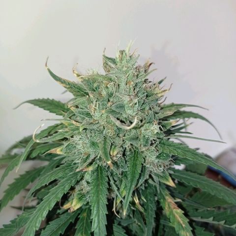 Strawberry Cake growlog timeline photo