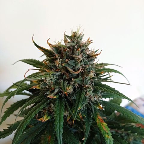 Strawberry Cake growlog timeline photo