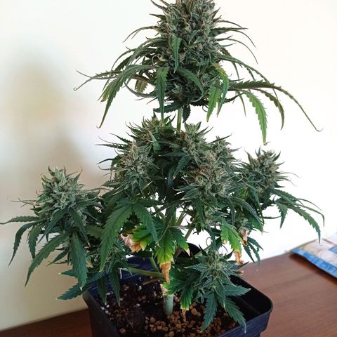 Strawberry Cake growlog timeline photo