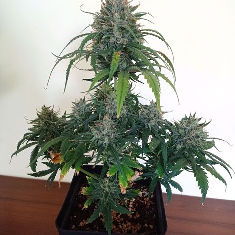 Strawberry Cake growlog timeline photo