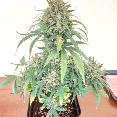 Strawberry Cake growlog timeline photo
