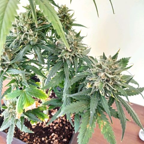 Strawberry Cake growlog timeline photo