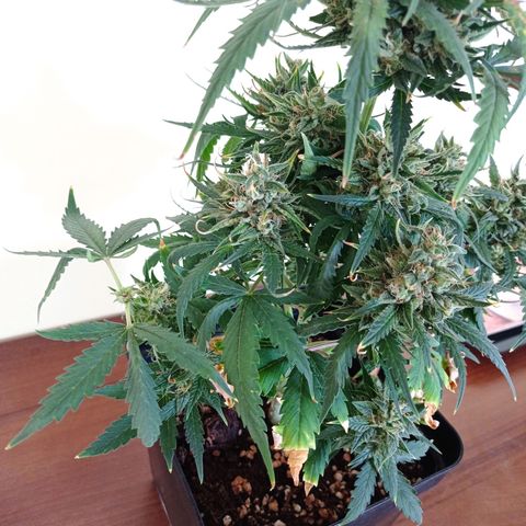 Strawberry Cake growlog timeline photo