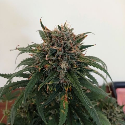 Strawberry Cake growlog timeline photo