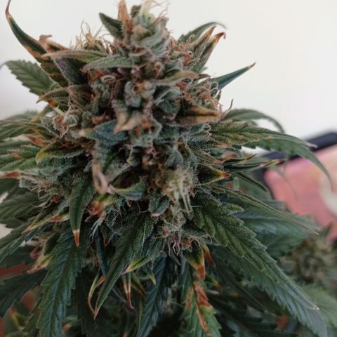 Strawberry Cake growlog timeline photo