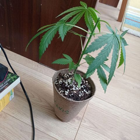 Mavis growlog timeline photo