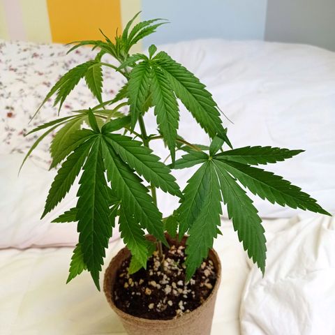 Mavis growlog timeline photo