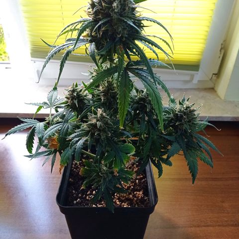 Strawberry Cake growlog timeline photo