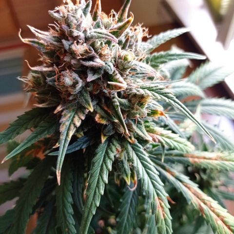 Strawberry Cake growlog timeline photo