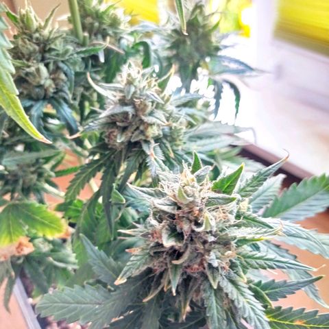 Strawberry Cake growlog timeline photo