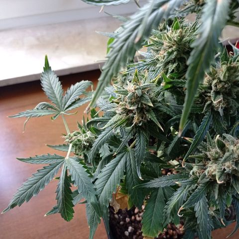 Strawberry Cake growlog timeline photo